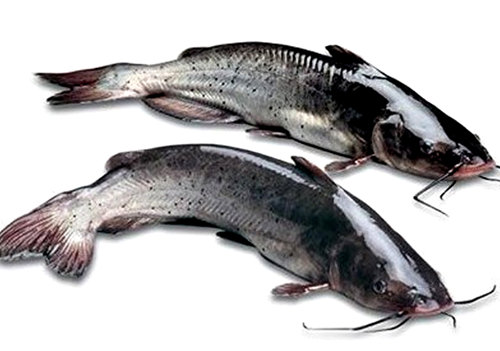 這種魚的美味，與長江三鮮齊名！