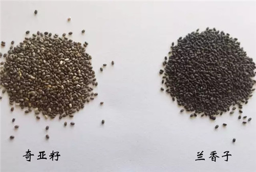 它集營養物質、瘦身功能于一體，不用來做菜就可惜！