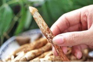 嶺南菌王當季，無數食客為之瘋狂！