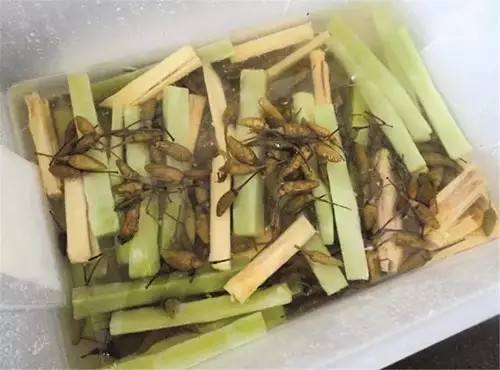 【創新涼菜】醉雙筍
