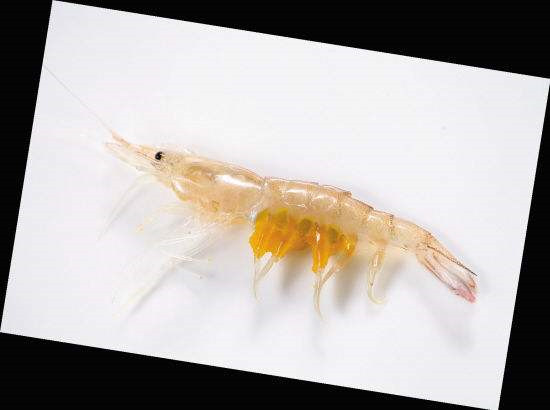 春天河鮮最肥時！這種食材堪稱“蝦王”！
