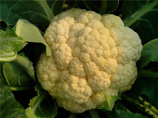 【花菜】天賜的藥物，窮人的醫(yī)生——花菜