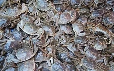 假的陽澄湖大閘蟹你還買？聰明人都去這些地區買了！