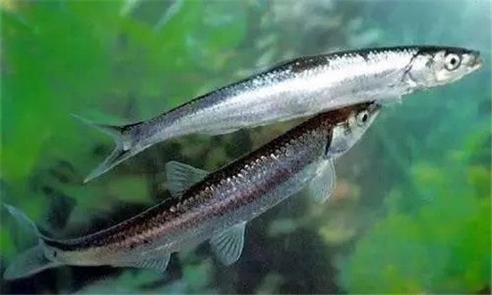 12種中國最珍貴的頂級食用魚