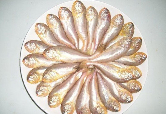 【梅童魚】梅熟魚來的大頭小眼魚——梅童魚