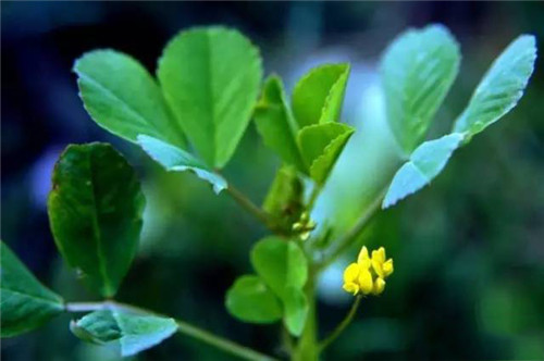 春季野菜之王，大眾食客的最愛！