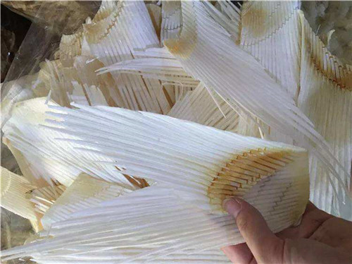 神奇的鯊魚骨，你有做過嗎？