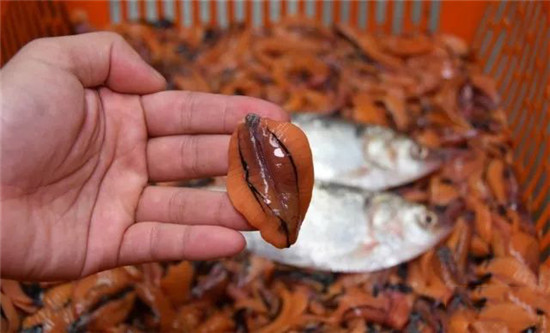 夏季研發新菜，不用這三種河鮮就走寶了！