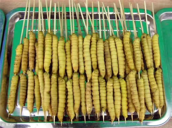 原來豆蟲的營養賽人參，難怪賣得比肉還貴！