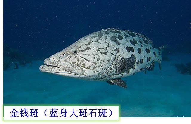 【石斑魚】可能是史上最權威的石斑魚介紹，如何區分珍珠龍膽、龍