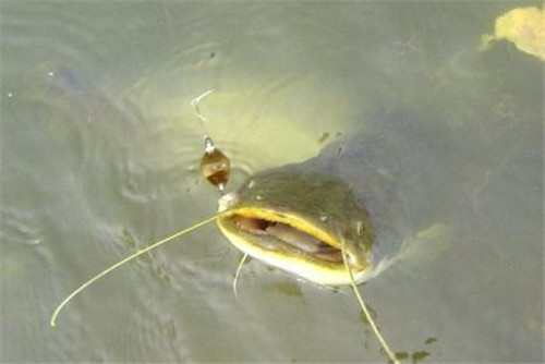 污水養(yǎng)、喂糞便……這種魚真的是垃圾魚嗎？真相來了