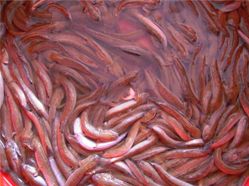 它被譽為“江山美人魚”，你見過嗎？