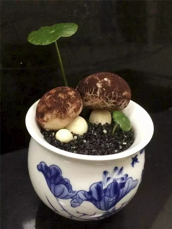 【海派菜】茉莉烘奶盆栽
