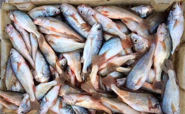 【黃姑魚】會發(fā)出聲音的魚——黃姑魚