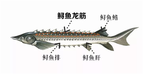 【鱘魚龍筋】鱘龍魚這根“龍骨”，很少人知道其中的價值