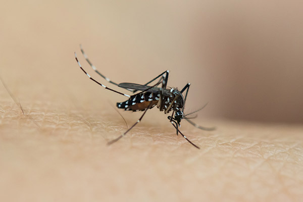 蚊子咬了怎么消腫止癢最快