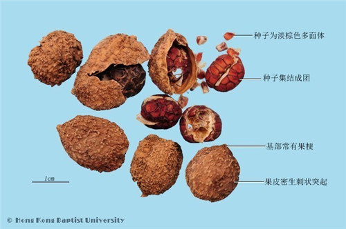 【草果】被冤枉成罌粟果的神秘調料