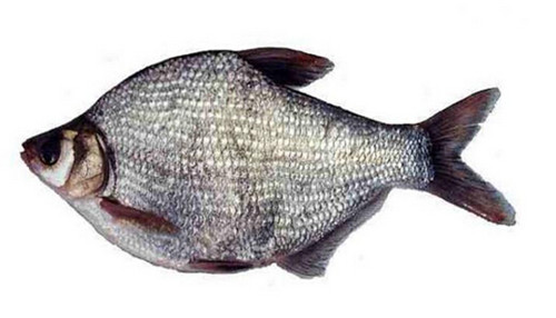 16種春季時(shí)令魚，你做過(guò)多少種？