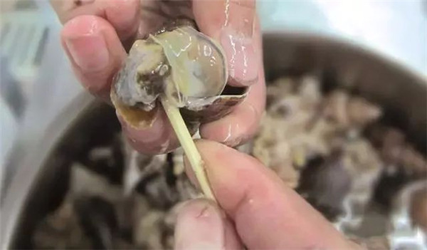 【粵菜】紫蘇香螺文昌雞
