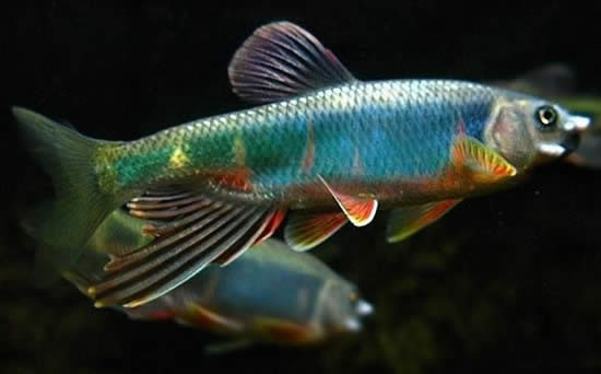 【馬口魚】珍貴淡水魚類——馬口魚