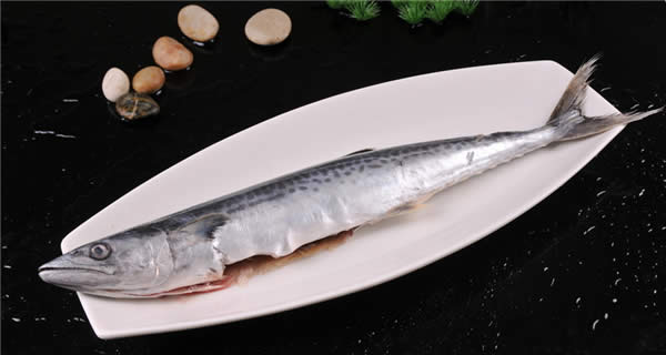 你的餐館正缺一道馬鮫魚！