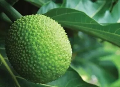 28種奇異果子，認(rèn)識(shí)一半算你牛X！