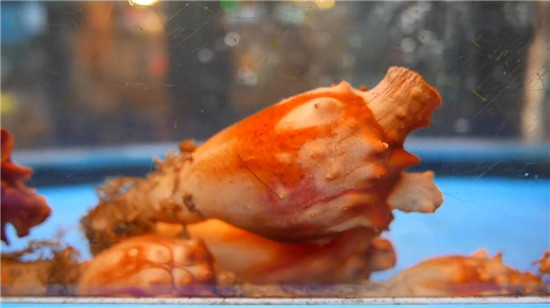 這種最奇特的海鮮食材，你見過嗎？