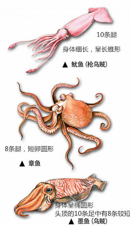 【章魚】廚師們，其實你們并不了解章魚.jpg