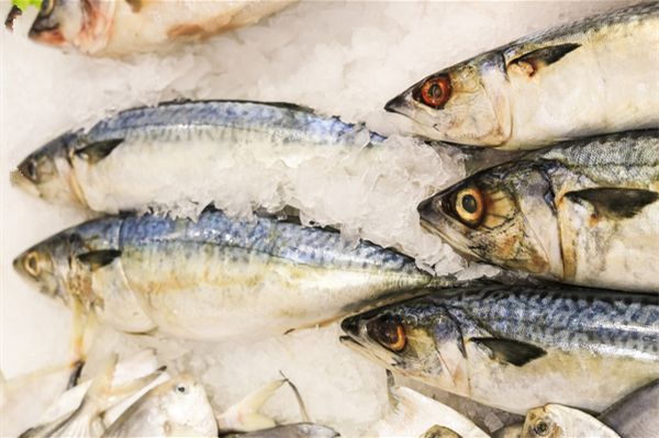 你的餐館正缺一道馬鮫魚！