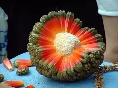 28種奇異果子，認(rèn)識(shí)一半算你牛X！