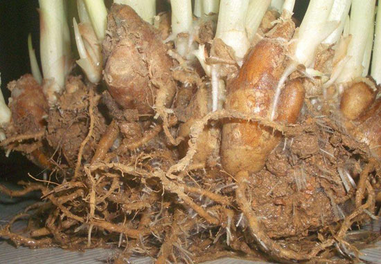 【沙姜】肉類提鮮增香的絕佳搭檔——沙姜
