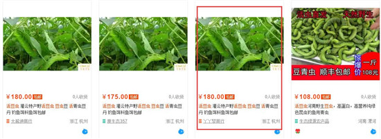 原來豆蟲的營養賽人參，難怪賣得比肉還貴！