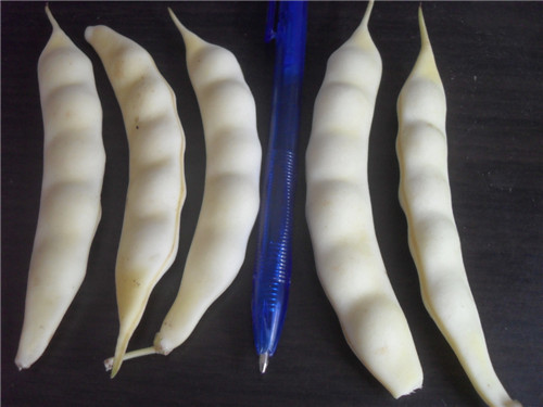 東北有種豆角叫“兔子翻白眼”，比普通豆角貴5倍……