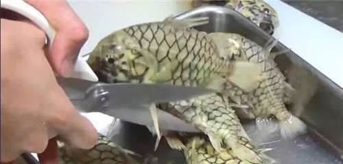 世界上最堅(jiān)硬的魚，它的味道竟然……