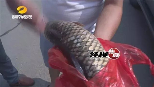 神秘怪魚煮不爛、嚼不動，知道真相的粵廚笑慘了