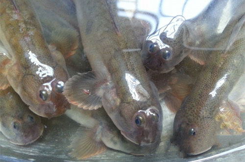 16種春季時(shí)令魚，你做過(guò)多少種？