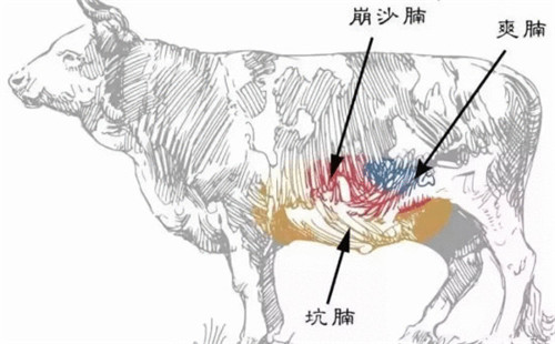 牛肉不同部位的特點、烹飪手法，你了解多少？