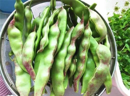 東北有種豆角叫“兔子翻白眼”，比普通豆角貴5倍……