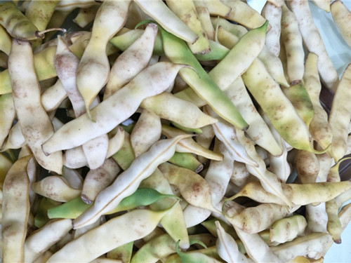 東北有種豆角叫“兔子翻白眼”，比普通豆角貴5倍……