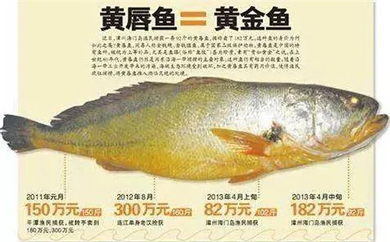 12種中國最珍貴的頂級食用魚