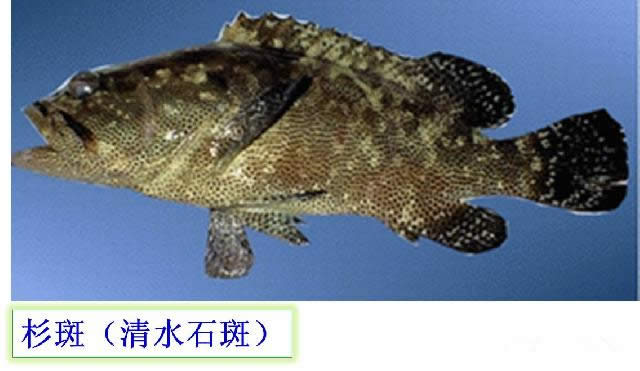 【石斑魚】可能是史上最權威的石斑魚介紹，如何區分珍珠龍膽、龍