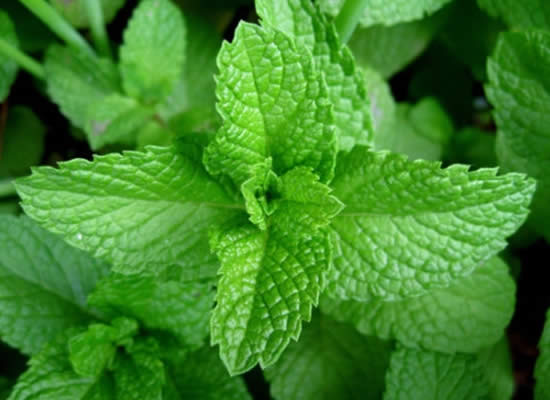 【薄荷】夏日一抹清新的翠綠——薄荷.jpg