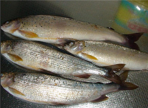 這種曾經(jīng)的冷水魚王，如今很難再見！