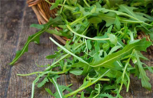 綠葉蔬菜里的戰斗機——火箭生菜