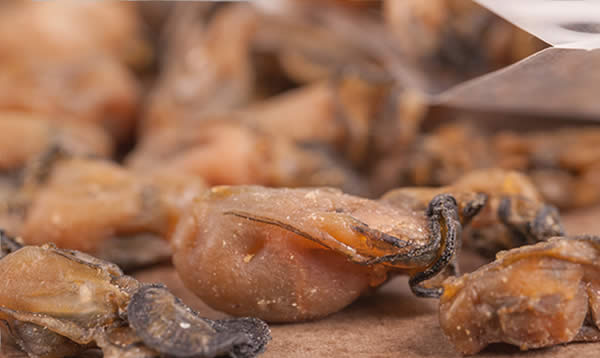 這些帶殼的家伙，你都分得清嗎？
