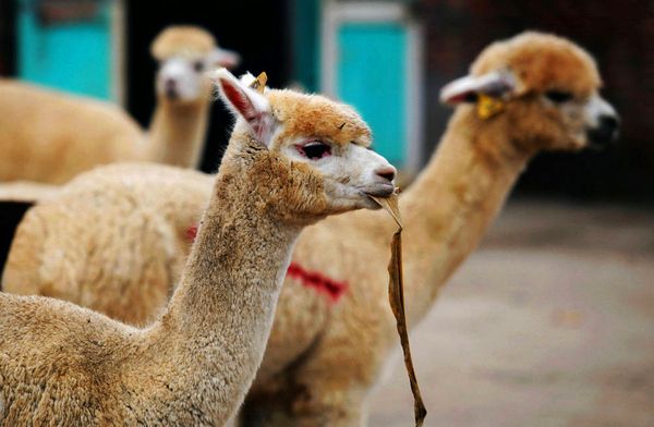 【草泥馬】什么？神獸草泥馬被餐飲人搬上餐桌了