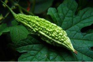 天然的植物胰島素——苦瓜