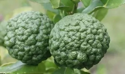 28種奇異果子，認(rèn)識(shí)一半算你牛X！