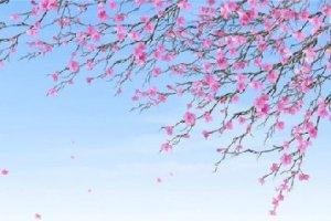 知識(shí)庫｜鮮花在菜式的運(yùn)用，廚師你知道多少？