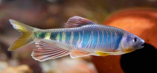 【馬口魚】珍貴淡水魚類——馬口魚